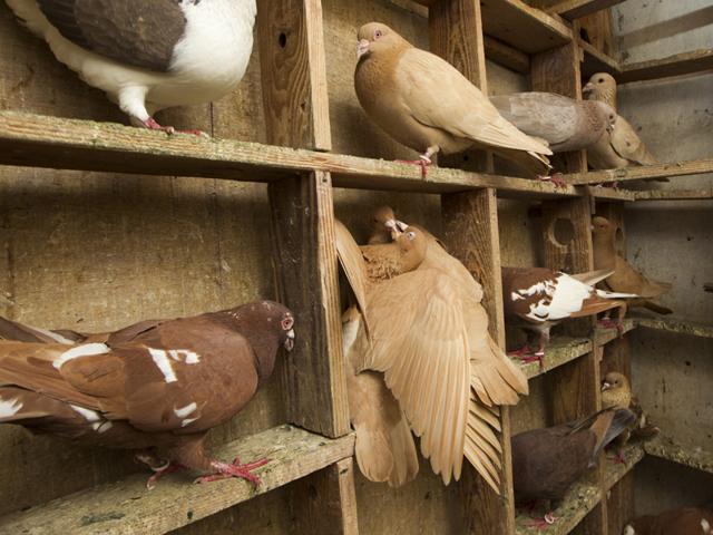 At home in the coop. (Photo: GURINDER OSAN/HT)