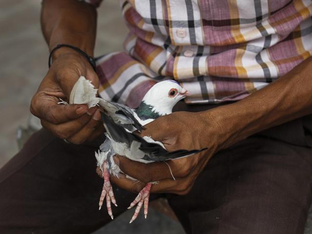 A bird keeper inspects the wings of a pigeon. (Photo: GURINDER OSAN/HT)