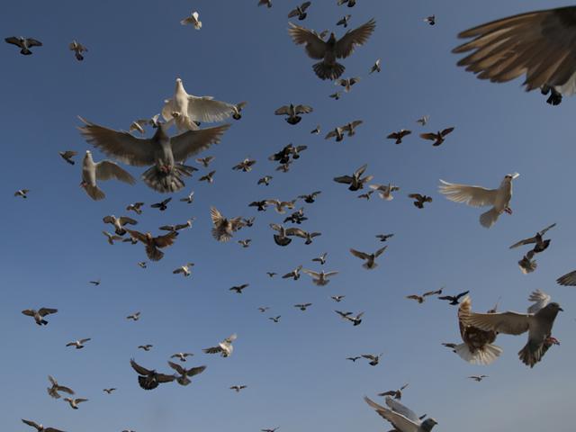 Pigeons are released in batches to take rounds in the sky. (Photo: GURINDER OSAN/HT)