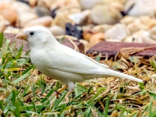 Bob-Winters-said-lack-of-camouflage-makes-the-albino-sparrow-an-easy-prey-The-rare-bird-was-spotted-at-Sanctuary-Lakes-near-Melbourne-on-Monday