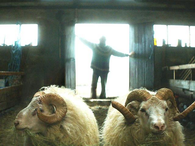 Rams-talks-about-two-brothers-estranged-for-40-years-who-come-together-in-a-remote-Icelandic-valley-when-their-rams-are-in-danger-of-dying-Netopfilms Rams-talks-about-two-brothers-estranged-for-40-years-who-come-together-in-a-remote-Icelandic-valley-when-their-rams-are-in-danger-of-dying-Netopfilms