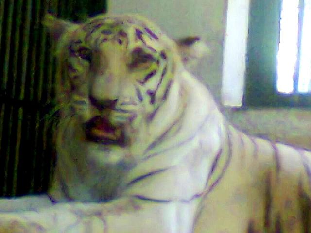 Rebecca-SGNP-s-lone-white-tigress-underwent-a-third-round-of-chemotherapy-HT-Photo Rebecca-SGNP-s-lone-white-tigress-underwent-a-third-round-of-chemotherapy-HT-Photo