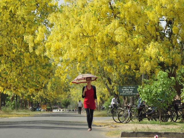 A girl trying to shield herself with an umbrella from the scorching heat at PAU in Ludhiana. Sikander Singh/HT