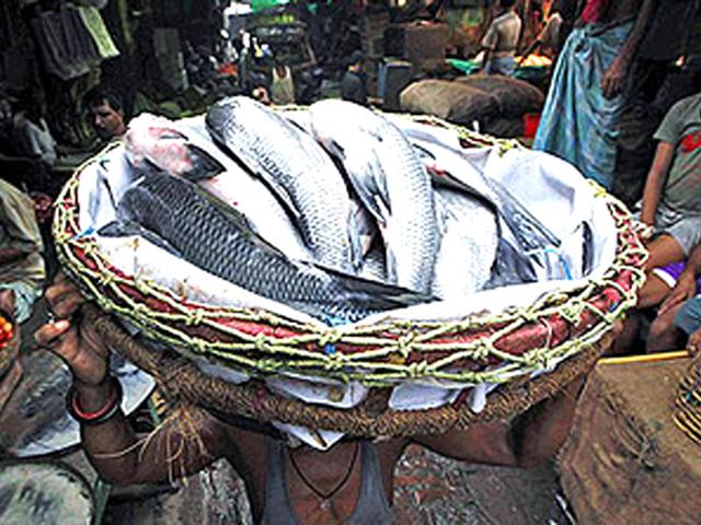 The-International-Institute-for-Environment-and-Development-IIED-will-hold-an-international-summit-in-Dhaka-to-float-the-idea-of-setting-up-the-world-s-first-regional-conservation-fund-to-save-the-hilsa-HT-Photo The-International-Institute-for-Environment-and-Development-IIED-will-hold-an-international-summit-in-Dhaka-to-float-the-idea-of-setting-up-the-world-s-first-regional-conservation-fund-to-save-the-hilsa-HT-Photo