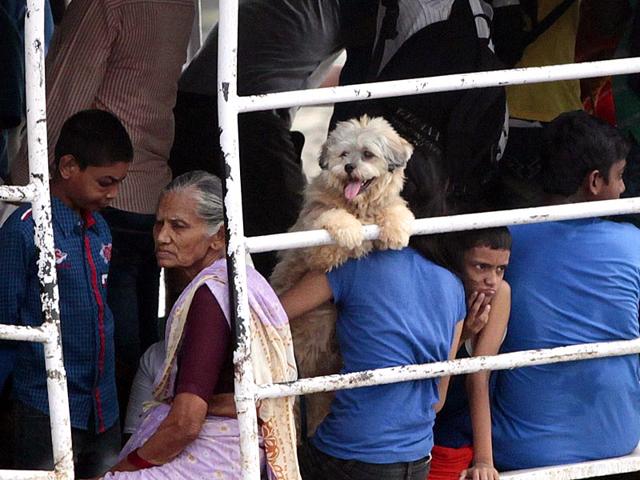 A puppy travels in a boat at Versova, in Mumbai. (Pratham Gokhale/HT photo)