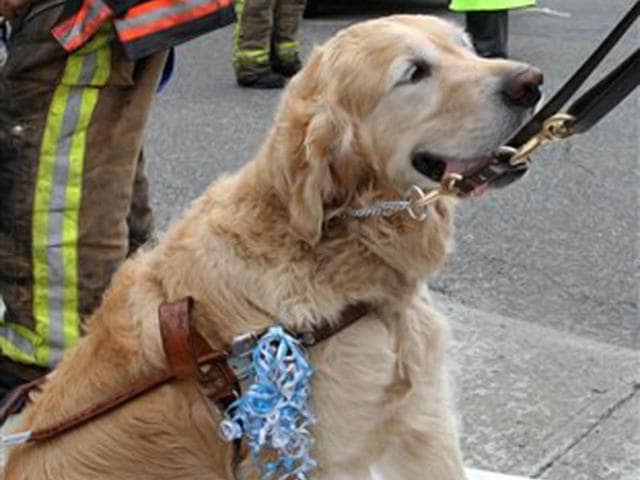 Air Canada Pilot Diverts Flight To Save Dog From Freezing World News Hindustan Times