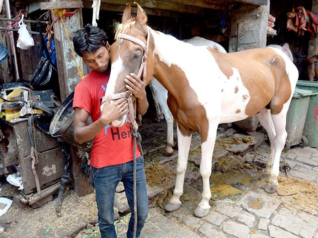 A groom tends to a pony used to pull 'Victorias' carriages inside a warehouse/stable in Mumbai. The silver-coloured carriages have been plying Mumbai's streets since British colonial times, and for years have been a tourist attraction. (AFP photo)