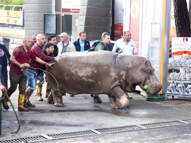 People help a hippopotamus escape from a flooded zoo in Tbilisi, Georgia. (AP Photo)