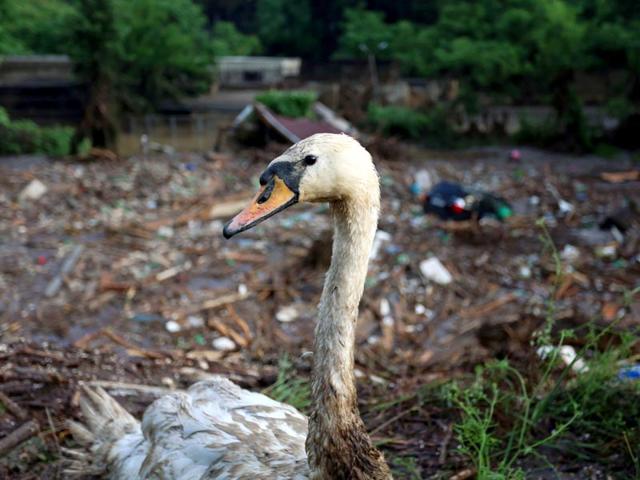 A wounded swan is seen at the flooded zoo area in Tbilisi, Georgia on Sunday. (AP Photo)