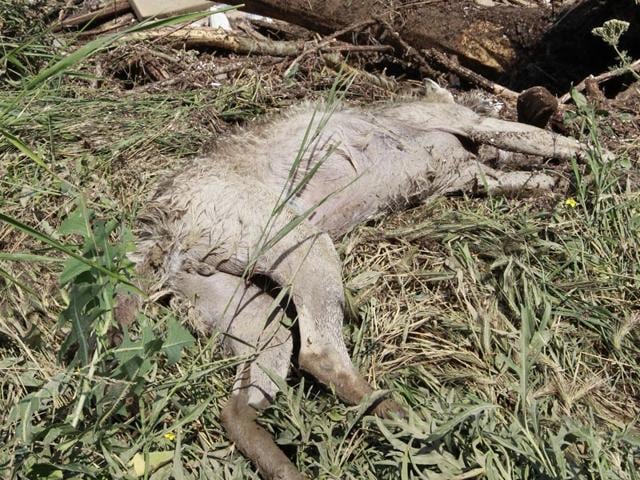 A dead animal lies near a flooded zoo in Tbilisi, Georgia on Sunday. Tigers, lions, a hippopotamus and other animals have escaped from the zoo in Georgia’s capital after heavy flooding destroyed their enclosures. (AP Photo)