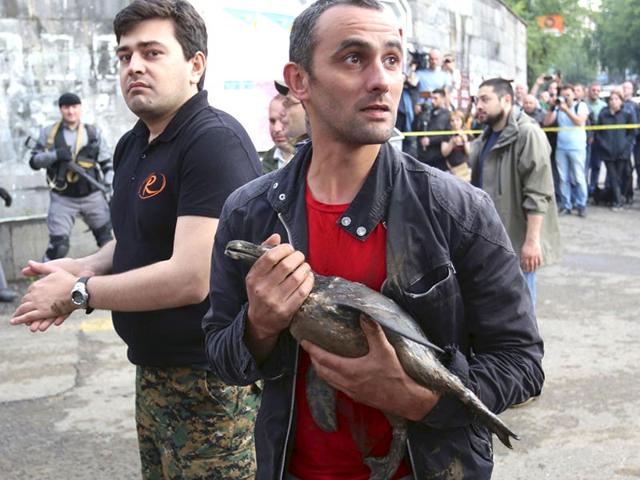 A man tries to save a bird from the flooded zoo in Tbilisi, Georgia on Sunday. (AP Photo)