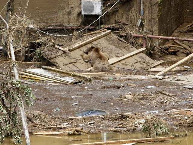 A dead bear lies at a flooded zoo area in Tbilisi, Georgia on Sunday. (AP Photo)