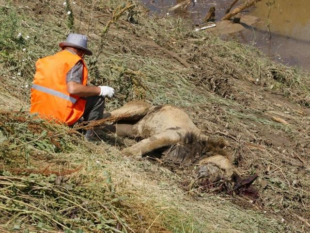 A municipal worker sits near the body of a lion at a flooded zoo area in Tbilisi, Georgia. (AP Photo)