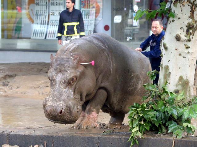 People follow a hippopotamus that has been shot with a tranquilizer dart after it escaped from a flooded zoo in Tbilisi, Georgia. (AP Photo)