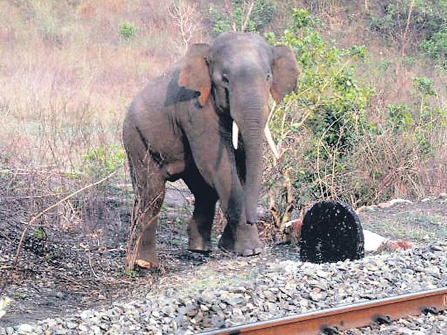 Trains-often-run-over-elephants-in-Saranda-Asia-s-biggest-Sal-forest-reserve-Krishna-HT-Photo