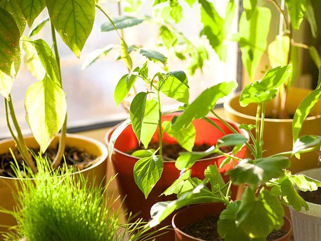 Pleasant planters: Placing indoor planters in the house is the best way to not only keep the space cool but also enhance the quality of air. What’s more? They make for one of the best visual treats in this blistering heat. A lot of potted plants such as Areca palm, aloe vera and baby rubber plants can do the trick as they are known to remove harmful toxins from the air and bring down temperature, while also upping the style quotient of the decor tremendously.