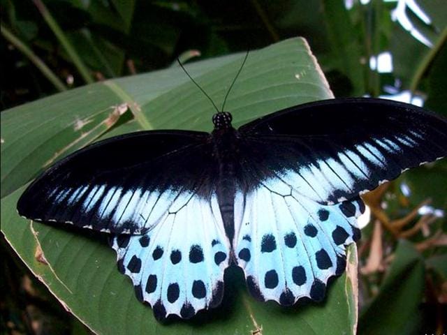 Maharashtra declares Blue Mormon as state butterfly | Latest News India -  Hindustan Times