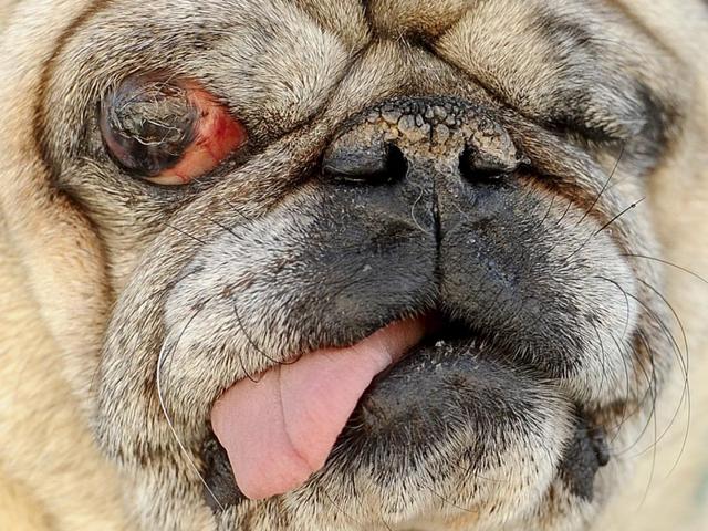 In this file photo, Hercules, a blind one-eyed 15-year-old pug, competes in the 2011 World's Ugliest Dog Contest.