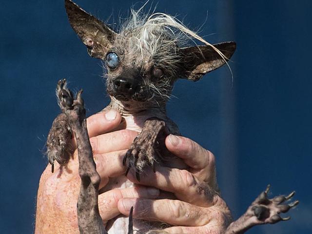 Sweepee Rambo, a 16-year-old Chinese Crested dog, competes in the World's Ugliest Dog Contest 2015. She won the runner-up award.