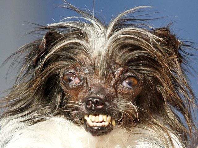 In this 2014 file photo, Peanut, a two-year-old mutt is held by her owner after winning the World's Ugliest Dog Contest.