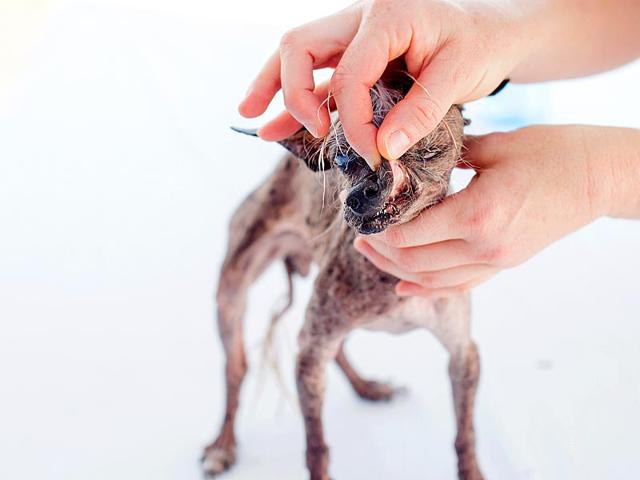 Sweepee Rambo, a 16-year-old Chinese Crested, undergoes a vet check before competing in the World's Ugliest Dog Contest 2015.
