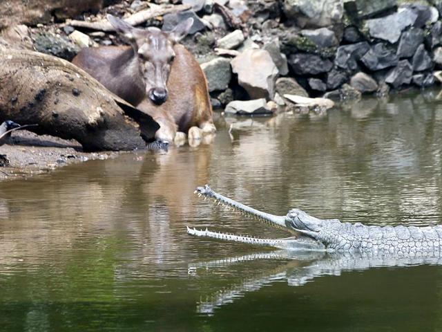 A Nilgai and a crocodile seen in close proximity at Byculla Zoo in Mumbai. (Arijit Sen/HT photo)