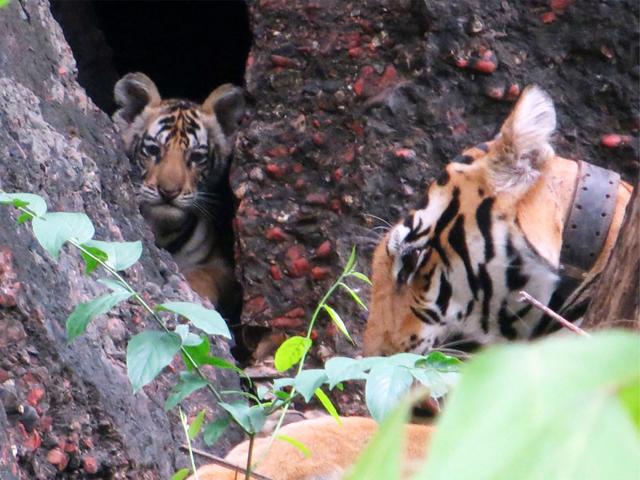 Tigress P 222 with newly born cub at Panna tiger reserve. Park's field director R Sriniwas Murthy said that presently Panna has 32 cubs.