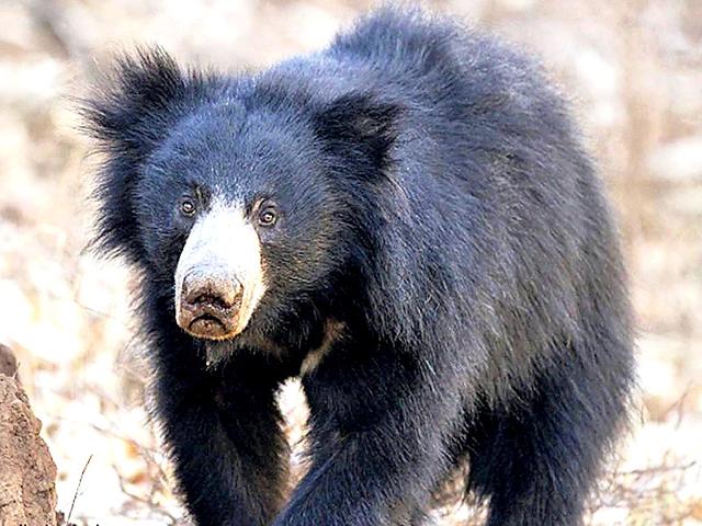 The-sloth-bear-which-was-introduced-into-the-forest-two-years-ago-HT-Photo