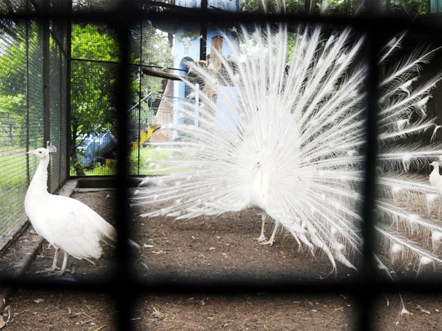 A white peacock dancing at Indore zoo on Wednesday. (Arun Mondhe/HT photo)