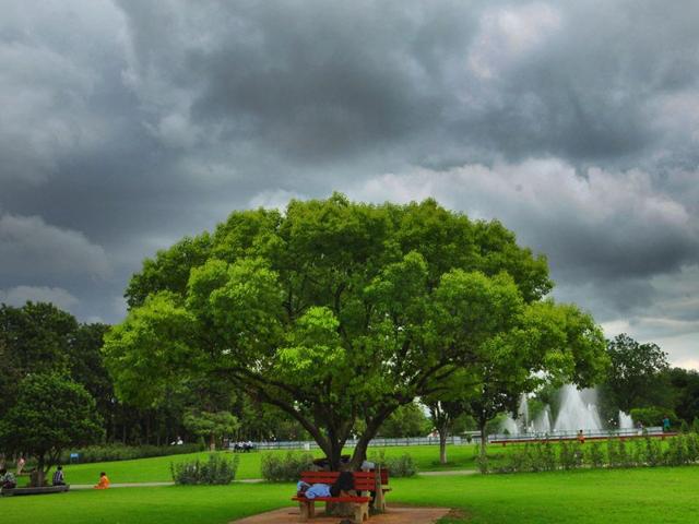 The grey clouds provide a beautiful backdrop to the lush greenery in the city on Saturday. (Karun Sharma/HT)