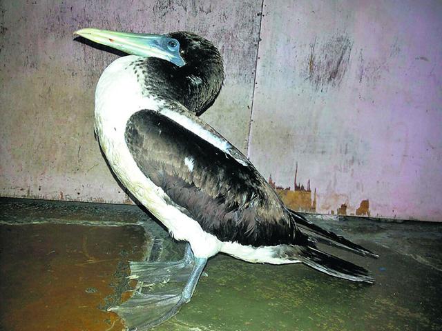 Masked-booby-Sula-dactylatra Masked-booby-Sula-dactylatra