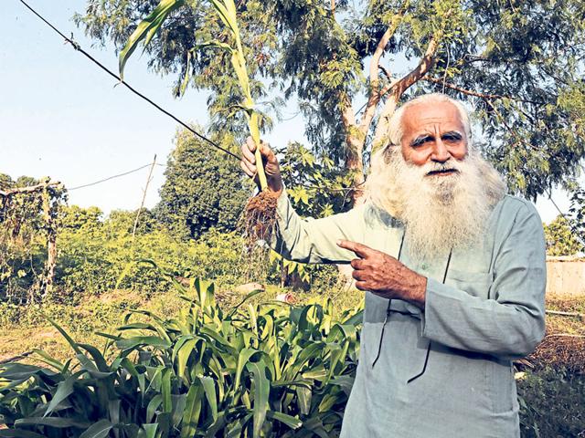 Deepak Suchde grows more than 135 crops on the half-acre model farm in Dewas district. Deepak Suchde grows more than 135 crops on the half-acre model farm in Dewas district.