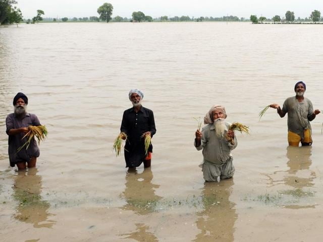 Farmers showing damaged paddy after heavy rain at village Badbar in Barnala district. Bharat Bhushan/HT