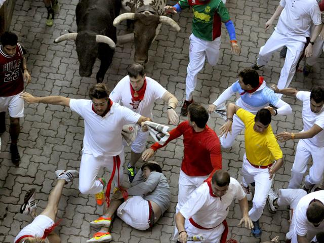 bulls