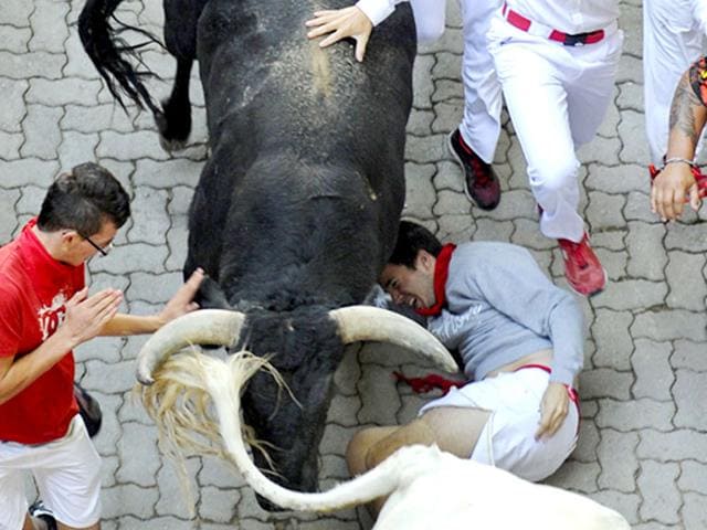 bulls