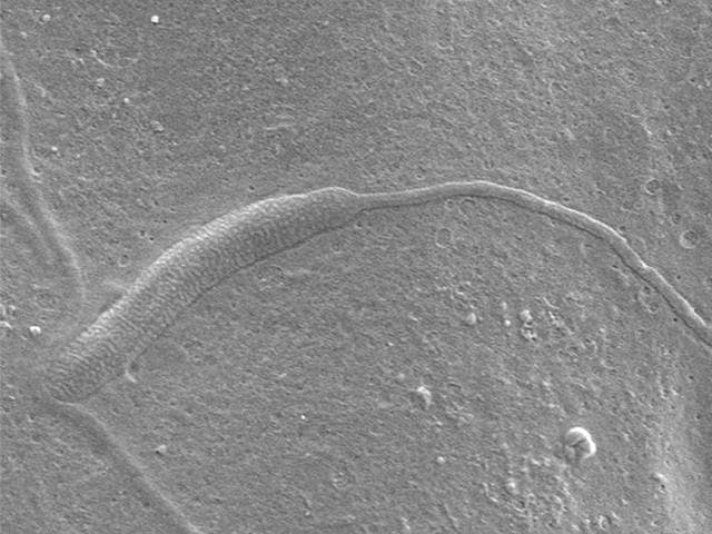50-million-year-old spermatozoan entrapped on the inner surface of a cocoon wall from Antarctica (Photo: Department of Palaeobiology, Swedish Museum of Natural History) 50-million-year-old spermatozoan entrapped on the inner surface of a cocoon wall from Antarctica (Photo: Department of Palaeobiology, Swedish Museum of Natural History)