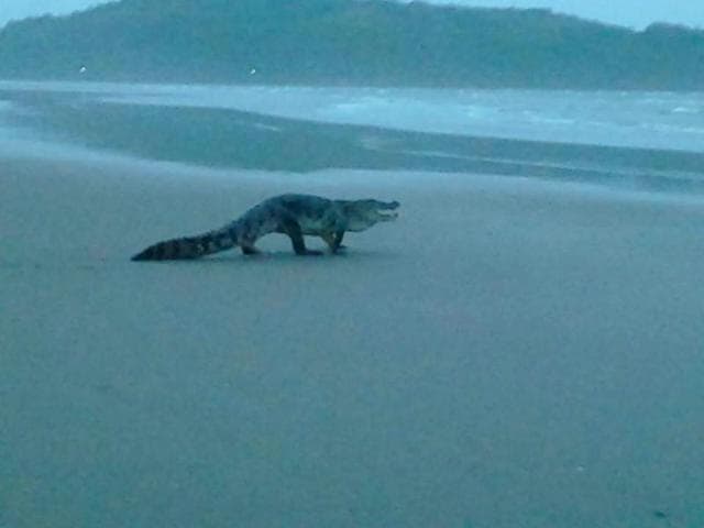 A crocodile was spotted by a local Nilesh Bagkar on the Morjim beach of Goa on July 16, 2015. Bagkar's posted the pictures on Facebook which went viral. (Photo courtsey: Nilesh Bagkar's post on Facebook)