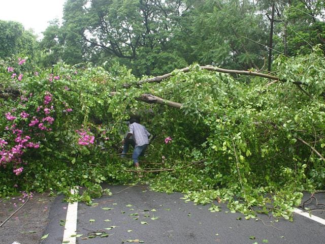 A road was blocked after a tree fell down at Shahapura in Bhopal on Sunday following incessant showers. (Bidesh Manna/HT photo)