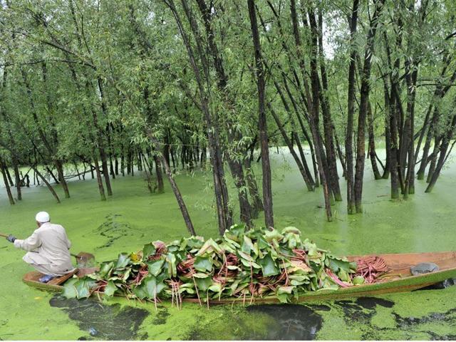 A man rows a boat loaded with grass to feed cattle. Wasim Andrabi/ HT