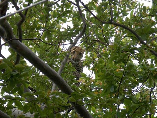 A leopard was spotted at Bansauli village of Damoh district on Thursday. The big cat attacked and injured 4 people in the area. (Anupam Pateriya/HT)