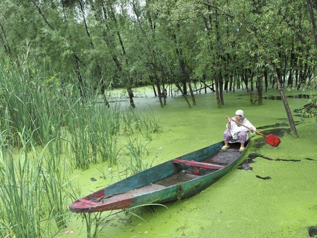 A woman rows in the interior of Nageen lake in Srinagar. HT/Photo