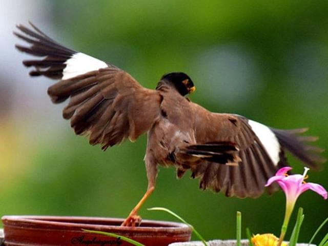 With a ballerina’s poise and grace, the deformed myna braves life’s challenges. PHOTO: AMI PRABAL With a ballerina’s poise and grace, the deformed myna braves life’s challenges. PHOTO: AMI PRABAL