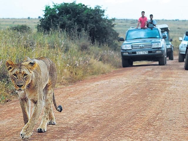 According to National Geographic, some 2,00,000 lions roamed across Africa a century ago. Today, there are less than 30,000. (AFP Photo)