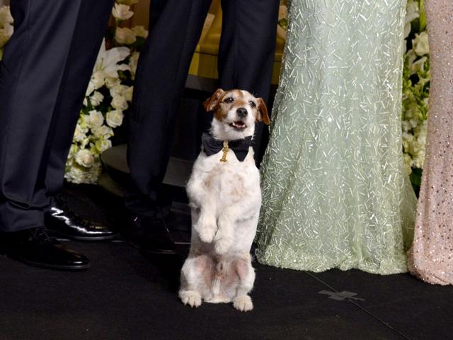 Uggie posing with cast members in the press room at the 84th Annual Academy Awards. (AFP Photo) Uggie posing with cast members in the press room at the 84th Annual Academy Awards. (AFP Photo)