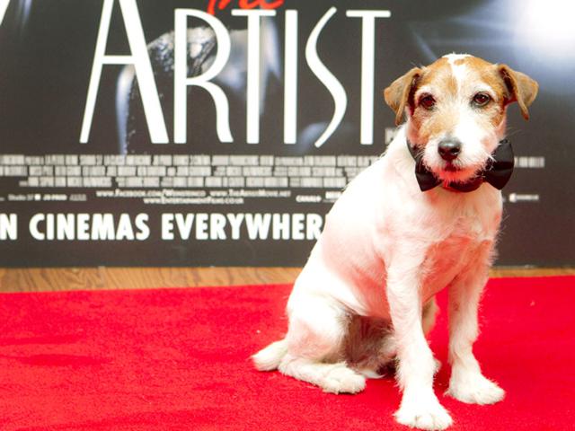 Uggie, the Jack Russell terrier who became a canine star for his scene-stealing role in the Oscar-winning movie “The Artist,” was euthanized Friday, Aug. 7, 2015, after a bout with prostate cancer. (AP Photo) Uggie, the Jack Russell terrier who became a canine star for his scene-stealing role in the Oscar-winning movie “The Artist,” was euthanized Friday, Aug. 7, 2015, after a bout with prostate cancer. (AP Photo)