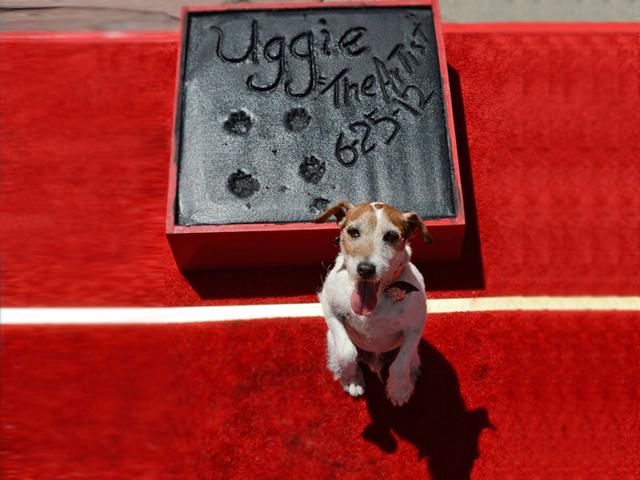 Uggie the dog on the red carpet at his hand and paw print ceremony outside Grauman's Chinese Theatre in Hollywood, California. (AFP Photo) Uggie the dog on the red carpet at his hand and paw print ceremony outside Grauman's Chinese Theatre in Hollywood, California. (AFP Photo)