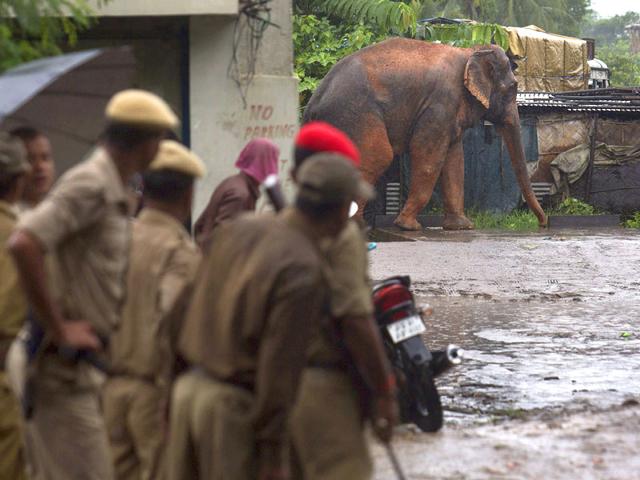 Police officials watch a confused wild male elephant, who got separated from his herd, walk in a compound on the outskirts of Guwahati in Assam. ((AP Photo) Police officials watch a confused wild male elephant, who got separated from his herd, walk in a compound on the outskirts of Guwahati in Assam. ((AP Photo)