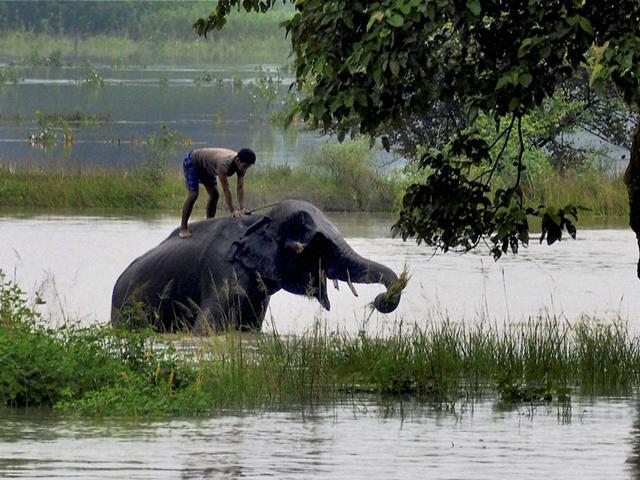 An elephant being bathed in the flooded parts of Pobitora wildlife sanctuary in Morigaon district of Assam on Sunday. (PTI Photo)