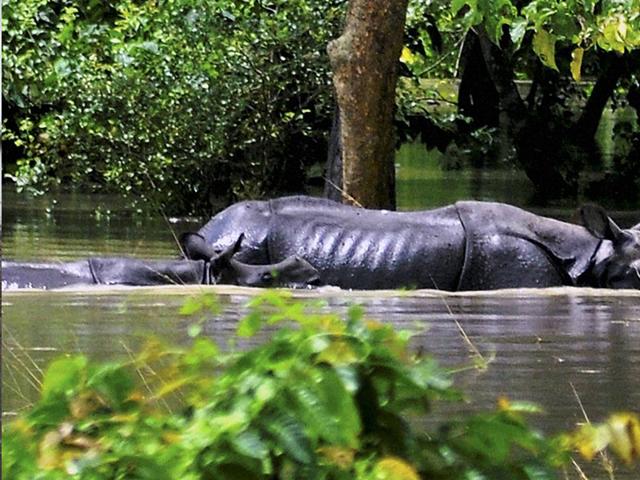 A mother rhinoceros along with its calf cross through flooded water inside the Pobitora wild life sanctuary in Morigaon district of Assam. (PTI Photo)