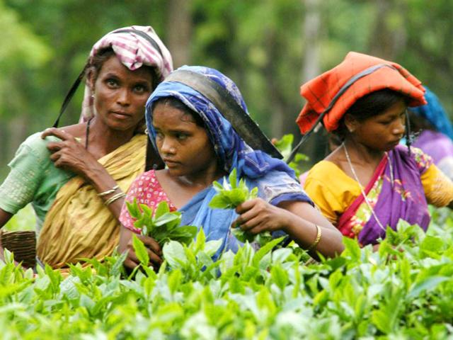 Indian tea plantation workers pick leaves in a tea garden in Jorhat, Assam. Children have gone missing from the tea gardens of Assam, feared to have been lured by traffickers active in an economically-backward region, according to activists and the government. (AFP file photo)